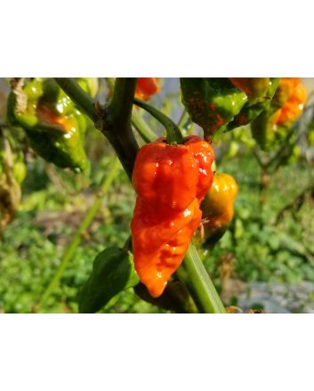 Hot Pepper ‘Apocalypse Scorpion’ 