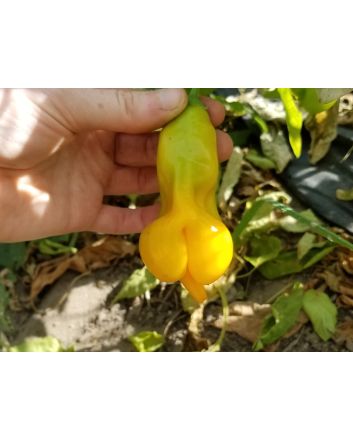 Hot Pepper ‘Erotica Orange' Seeds