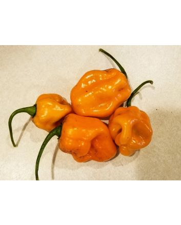 Hot Pepper ‘Roger's Giant Orange Habanero' Seeds (Naturally Grown)