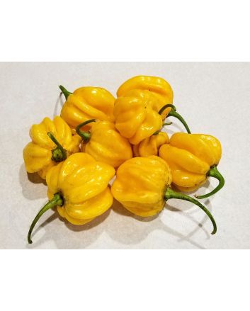 Hot Pepper 'Saco de Velho' Seeds (Naturally Grown)