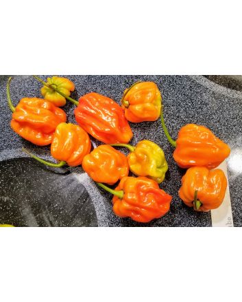 Hot Pepper ‘Aji Chombo' Seeds (Naturally Grown)