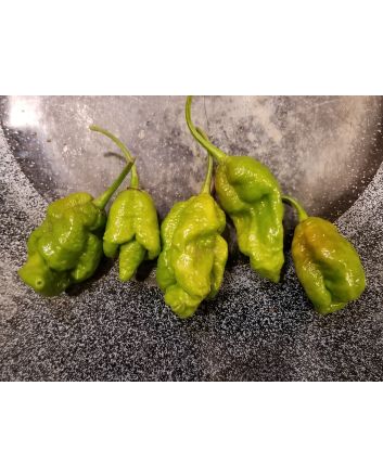 Hot Pepper 'Mustard Moruga Brains x Gator Jigsaw' Seeds (Naturally Grown)