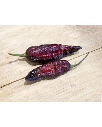 Hot Pepper 'Redgum Tiger MAMP x Chocolate Nagabrains' Seeds (Naturally Grown)