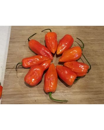 Hot Pepper ‘CGN 21500 x Isabela Island Galapagos Habanero' Seeds (Naturally Grown)