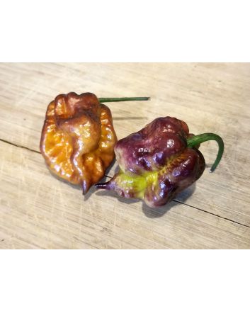 Hot Pepper 'Orion' AKA 'Fatallii Gourmet Jigsaw x Big Red Mama x Yaki Blue Fawn' Seeds (Naturally Grown)