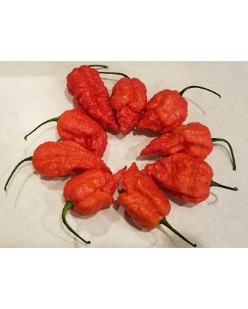 Hot Pepper ‘Peach Carolina Reaper Cross’ Seeds (Naturally Grown)