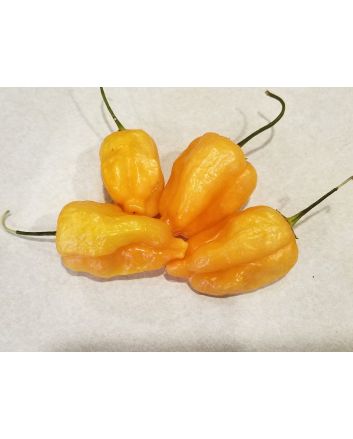 Hot Pepper 'Aji Mango' 