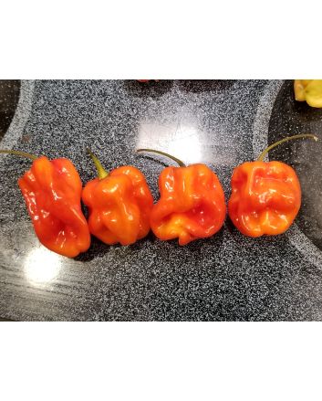 Hot Pepper ‘Aji Chombo' Seeds (Naturally Grown)