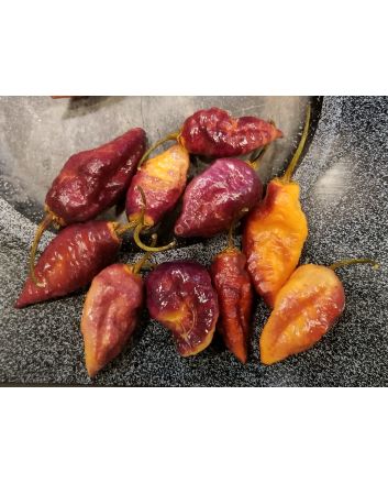 Hot Pepper ‘7 Pot Bubblegum (BBG7) Dream' Seeds (Naturally Grown)