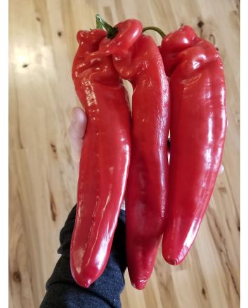 Pepper 'Super Sweet Giant Red' Seeds (Naturally Grown)