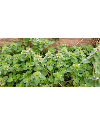 Purple Dead Nettle Seeds (Naturally Grown)