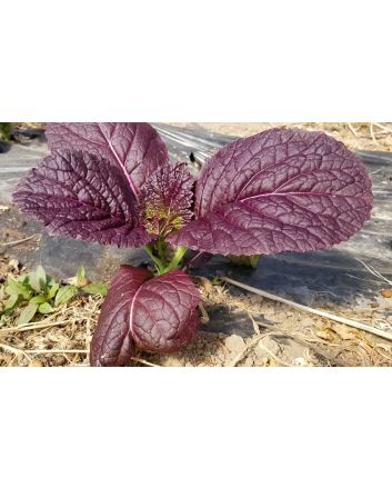 Mustard 'Blood Red' Seeds (Naturally Grown)