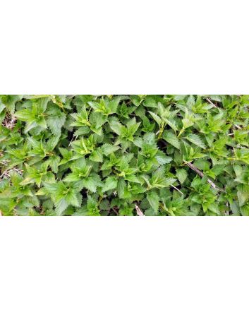 Stinging Nettle Seeds (Naturally Grown)