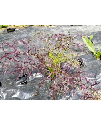 Mustard 'Red Frills' Seeds (Naturally Grown)