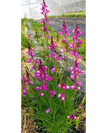 Toadflax 'Northern Lights' Seeds (Naturally Grown)