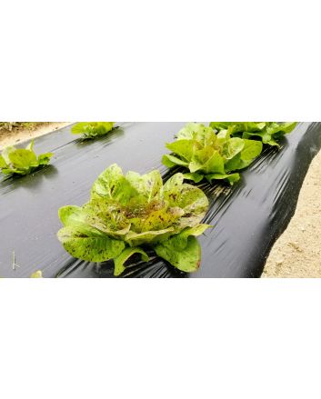 Lettuce 'Freckles' Seeds (Naturally Grown)