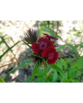 Sweet William 'Single Mixed Colors Pink and Red' Seeds (Naturally Grown)