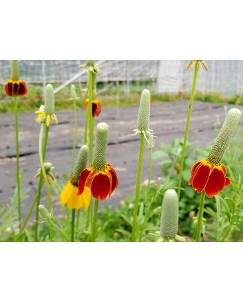 Mexican Hats Mix 