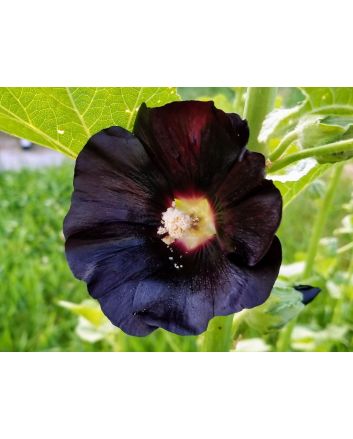 Hollyhock 'Jet Black' AKA 'Nigra' Seeds (Naturally Grown)
