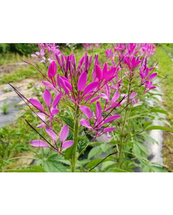 Spider Flower, Purple Seeds (Naturally Grown)