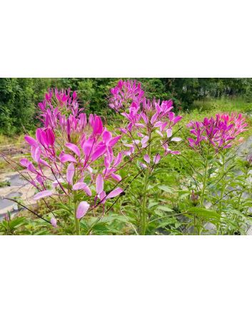 Spider Flower, Purple Seeds (Naturally Grown)