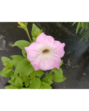 Petunia, Pink and Purple Mix Seeds (Naturally Grown)