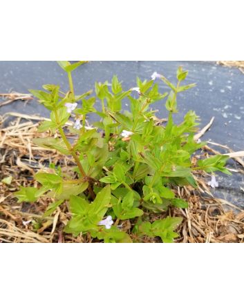 Indian Tobacco AKA Bladderpod Seeds (Naturally Grown)