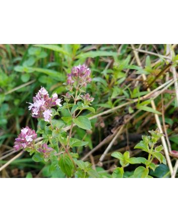 Italian Oregano