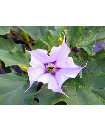 Datura AKA Devil’s Trumpet 'Le Fleur Lilac' Seeds (Naturally Grown)