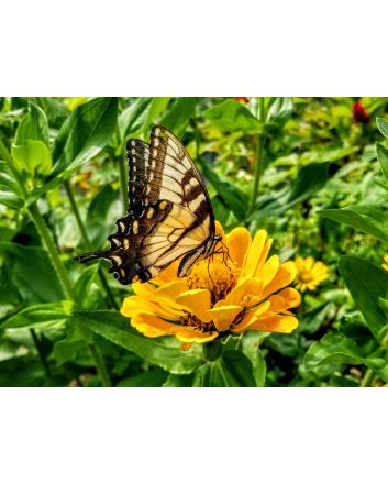 Zinnia 'Canary Bird' Seeds (Naturally Grown)