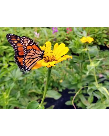 Zinnia 'Canary Bird' Seeds (Naturally Grown)