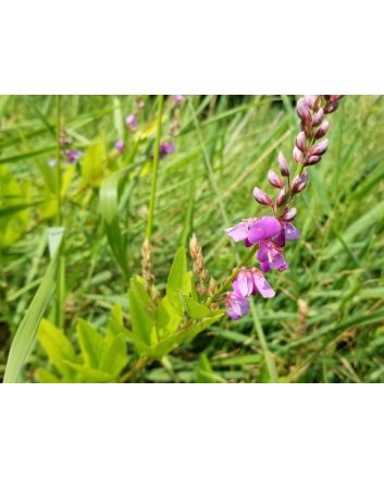 Showy Tick Trefoil Seeds (Naturally Grown)