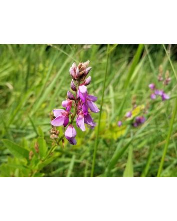 Showy Tick Trefoil Seeds (Naturally Grown)