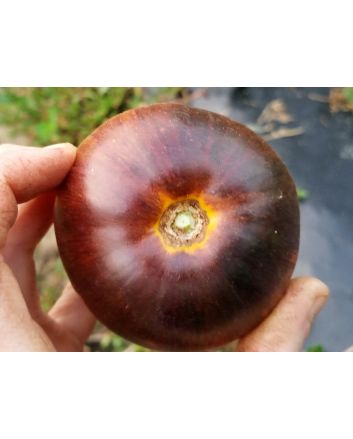 Tomato 'Alice's Dream'