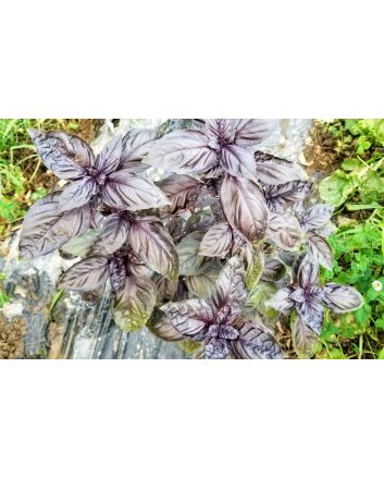 Basil 'Crimson King' 