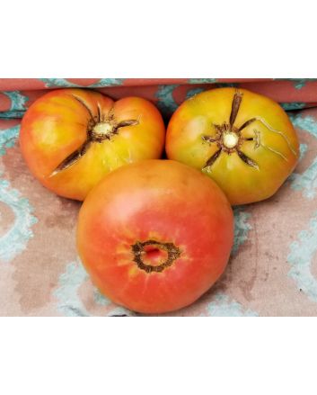 Tomato 'Stump of the World' 