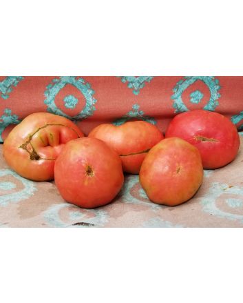 Tomato 'Brandywine Sudduth's Strain' 