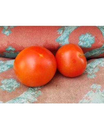 Tomato 'Sub-Arctic Plenty' 