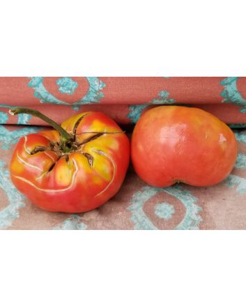 Tomato 'German Queen' 