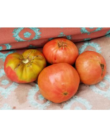 Tomato 'German Giant'