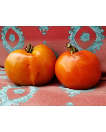 Tomato 'Cuostralee'