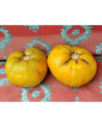 Tomato 'Hillbilly' 