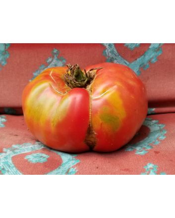Tomato 'Monk'