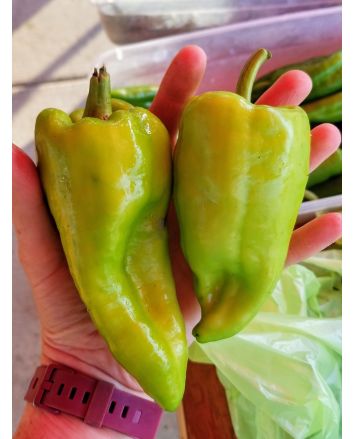 Hot Pepper ‘Beaver Dam’ Seeds (Naturally Grown) 