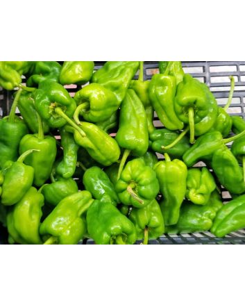 Hot Pepper ‘Pimiento de Padron’ Seeds (Naturally Grown)