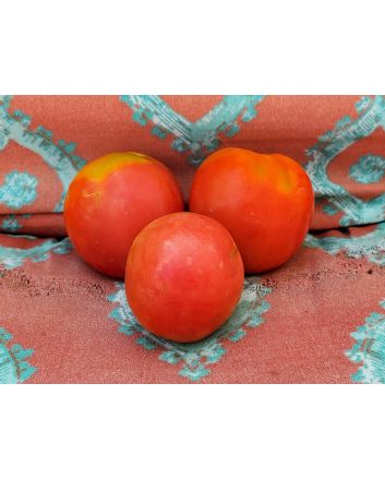 Tomato 'Amerikanskiy Sladkiy' 