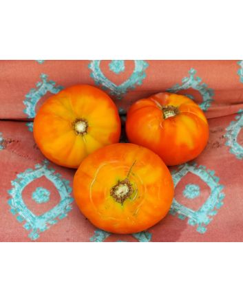 Tomato 'Chapman' 