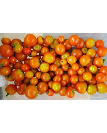 Tomato 'Small Red Cherry'