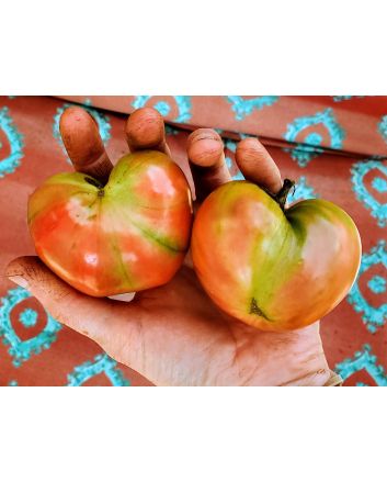 Tomato 'Siberian'