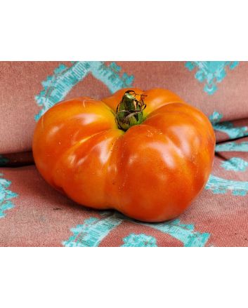 Tomato 'Believe It Or Not' 